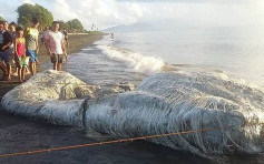 菲律宾「白毛巨怪」搁浅海滩 官方：鲸鱼尸体