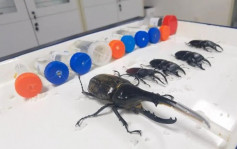 餅乾盒藏活體甲蟲 廈門海關查獲23隻 三代可繁殖超萬隻