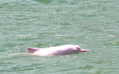中華白海豚數目回升至52條  惟連續5年絕迹大嶼山東北水域
