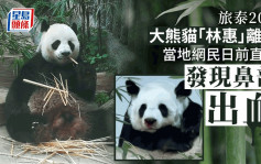 旅泰大熊貓「林惠」離世 曾被拍到鼻部出血