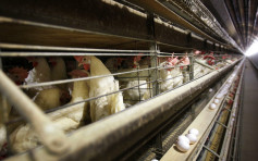 【中美貿易】逾百間美加工廠獲許可   可向華出口禽肉