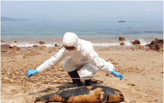 西贡蚺蛇湾发现江豚搁浅尸体 本年度第20宗
