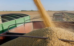 港學者研發耐鹽抗旱大豆 改善逾千萬農民收入