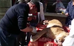 殘忍！為讓遊客安心親近強拔小獅子利爪 動物園遭強烈譴責