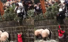 四川女童失足误堕大熊猫圈养区 保安倒挂救出