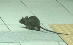 食環署擬9區裝熱能攝錄機記錄老鼠活動 研訂新鼠患指數