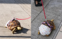 【维港会】柴湾街坊带大龟散步 着波点裤仔超吸睛 