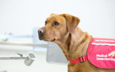 英科学家训练狗只侦测新冠患者 盼靠气味寻无病徵患者