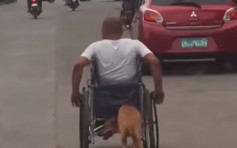 菲律宾忠犬不离不弃　为意外半身瘫痪主人推轮椅