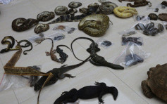 上海警檢109隻野鴨及斑鳩 不法野味商被捕