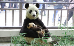 滬貓熊母女離世半月始公布　保護研究中心：死訊不一定對外發布