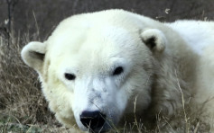 全美最老北极熊离世 终年37岁
