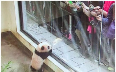 上海野生动物园大熊猫母女病逝　网民愤怒要求彻查