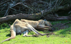 英动物园4年500只动物死亡　7幼狮被杀因「没饲养空间」