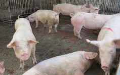 印尼爆非洲猪瘟日死千只猪  港引进东南亚活猪添变数