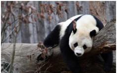 大熊貓「寶寶」回國　嫌棄國產餅乾聽不懂中文