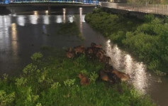 颱風蘇拉‧上水｜牛群颱風下被困河道 消防到場認為無即時危險收隊離場
