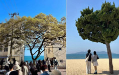 孤獨的樹︱青島日日逾千人排隊打卡   賣點竟然係……