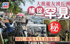 大批龍友湧長洲捕捉一罕見生物 網民：嗰隻XXX真係吸引｜Juicy叮