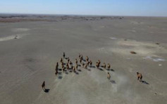 甘肃敦煌西湖保护区疏勒河段 首现野骆驼大种群