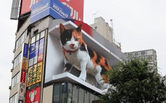 东京新宿车站外巨型三色猫栩栩如生 途人纷举机拍摄3D影像