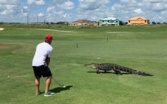 【有片】鱷魚擦身過　高爾夫球手當「無到」繼續打球