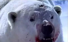 加国父为保护孩子 与北极熊肉搏牺牲