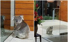 澳洲樹熊深夜光臨酒店 網民：要辦入住嗎？