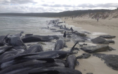 澳洲沙滩惊现150条领航鲸集体搁浅