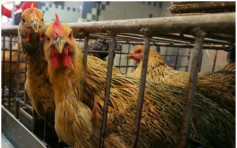 港府密切留意内地H7N9禽流感疫苗　积极研究引入本地养鸡场