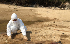 西贡蚺蛇湾发现搁浅江豚骸骨
