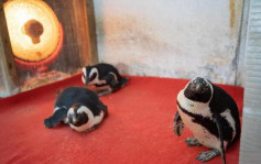 企鹅难抵成都寒流 动物园内围炉取暖