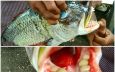 印尼惊现「皇帝鱼」 口中长出类似人类臼齿