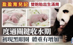 港产大熊猫｜出生一周度过「收水期」健康渐趋稳定 黑眼圈黑耳隐约可见