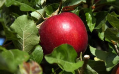 【一年不坏】美国新品种苹果上市　保质期一年