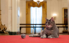 美第一夫人吉尔出书　以爱猫威罗视角看白宫