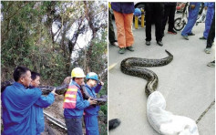 深圳驚現逾50公斤大蟒蛇 須5人合力抬落山