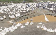 台湾宜兰鸭场确诊首宗H5N2禽流感　扑杀逾6万只鸭