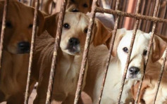 深圳市立法全面禁吃猫狗 下月1日起生效