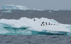 禽流感首次入侵南极洲  威胁数十万只企鹅