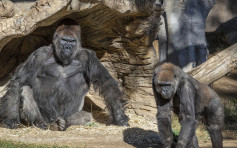全球首宗 加州動物園多隻大猩猩確診新冠肺炎