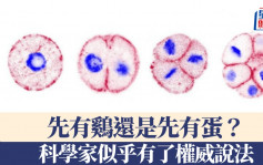 「先有雞還是先有蛋？」　科學家發現早期生命演化線索