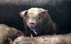 【非洲豬瘟】黑龍江元旦再爆疫情 近4000隻豬死亡