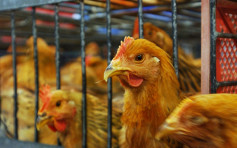 波蘭部分地區爆發H5N8禽流感 港暫停進口禽類產品