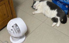 上海高溫40℃破紀錄  市民：貓也熱到睡不着