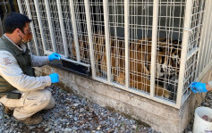 疫情嚴峻 智利動物園為孟加拉虎等動物打疫苗 
