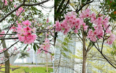 春暖花開 多區公園遊人賞花拍不停