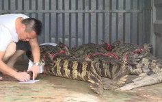 茂名出逃鳄鱼已被捕获62条 继续扩大搜查范围搜捕