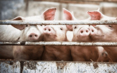 非洲豬瘟｜食安中心：内地豬來港前嚴密監控確保無病  豬肉供應價格平穩