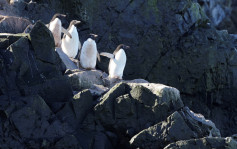 H5N1｜南極發現530企鵝屍疑染禽流感 科學家估計「數千隻病死」